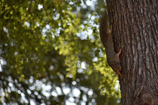 极高的竞技 极高的竞技