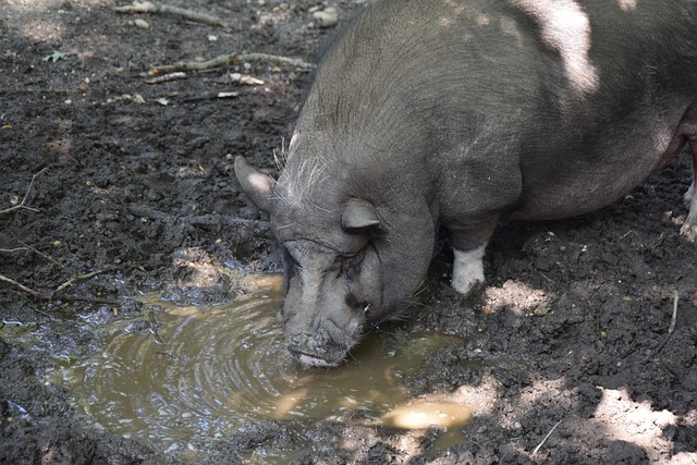 与白雪覆盖 与白雪覆盖